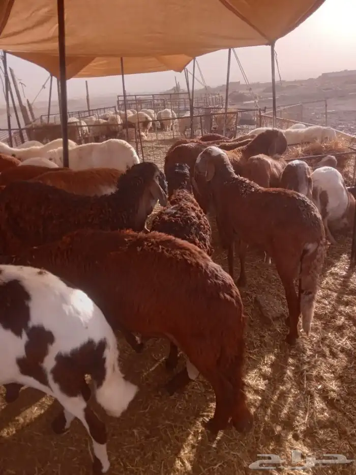 نعيمي حري سواكن تيوس اسعار مناسبة 9