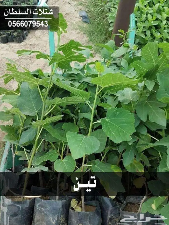 شتلات زراعية بأسعار رمزيه 70