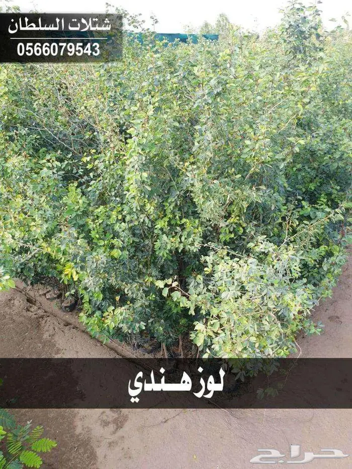 شتلات زراعية بأسعار رمزيه 14