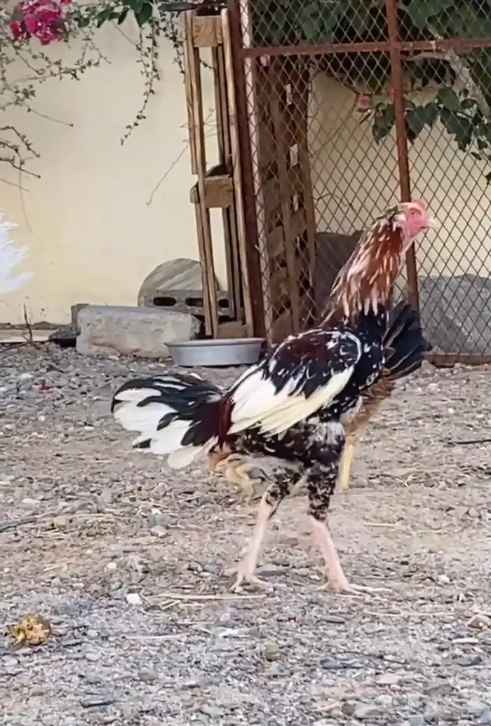 ديك بكستاني شرط اذن و انتاج و عمره 9 شهور ديك 1