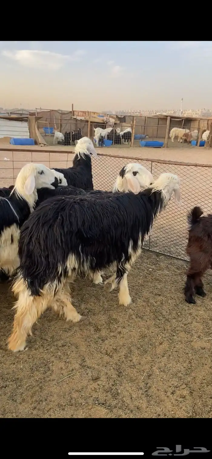 نجدي - حري - تيوس - سواكن 9