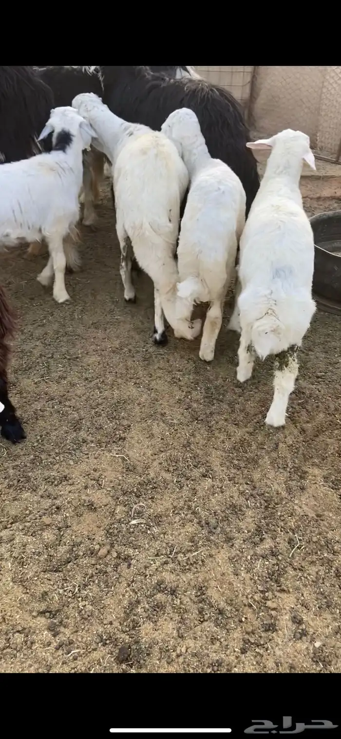 نجدي - حري - تيوس - سواكن 5