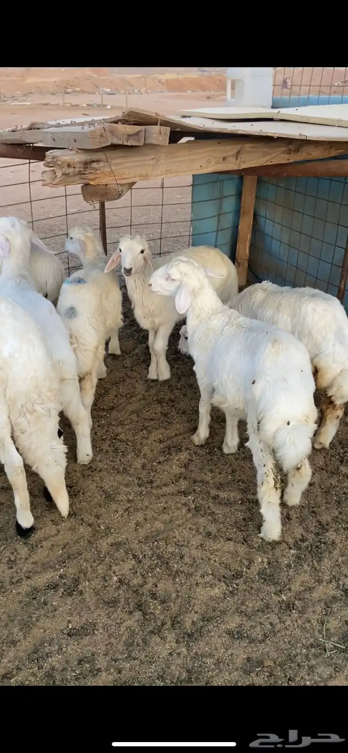 نجدي - حري - تيوس - سواكن 4