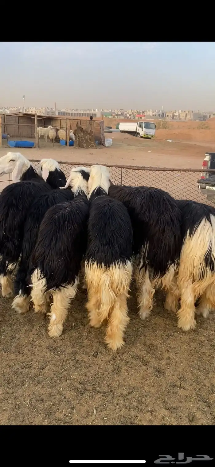 نجدي - حري - تيوس - سواكن 10