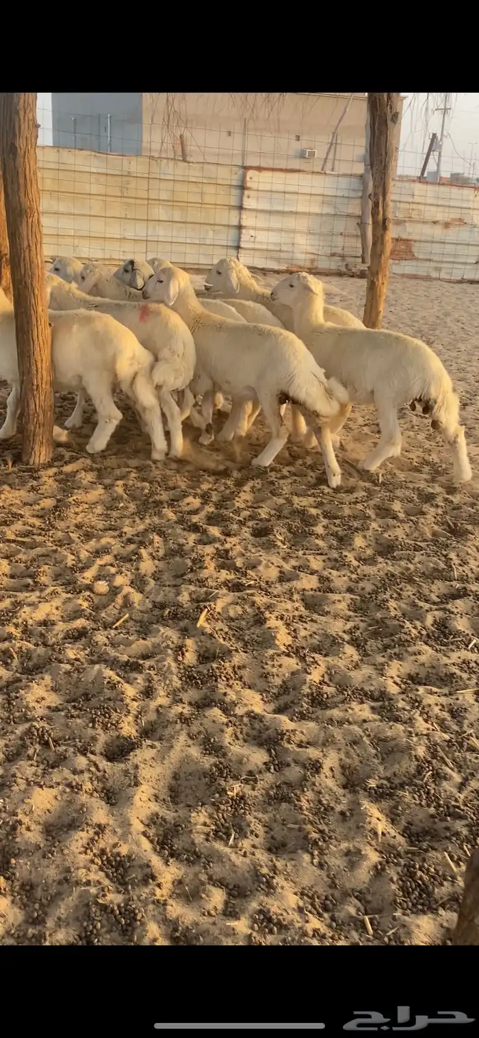 طليان ورخال 9
