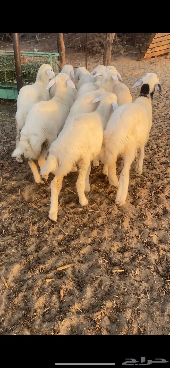 طليان ورخال 5