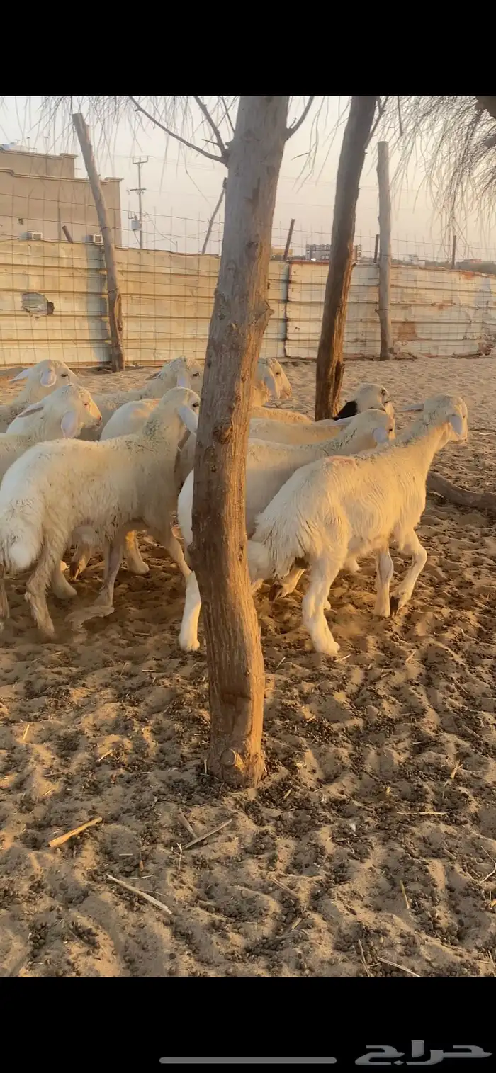 طليان ورخال 2