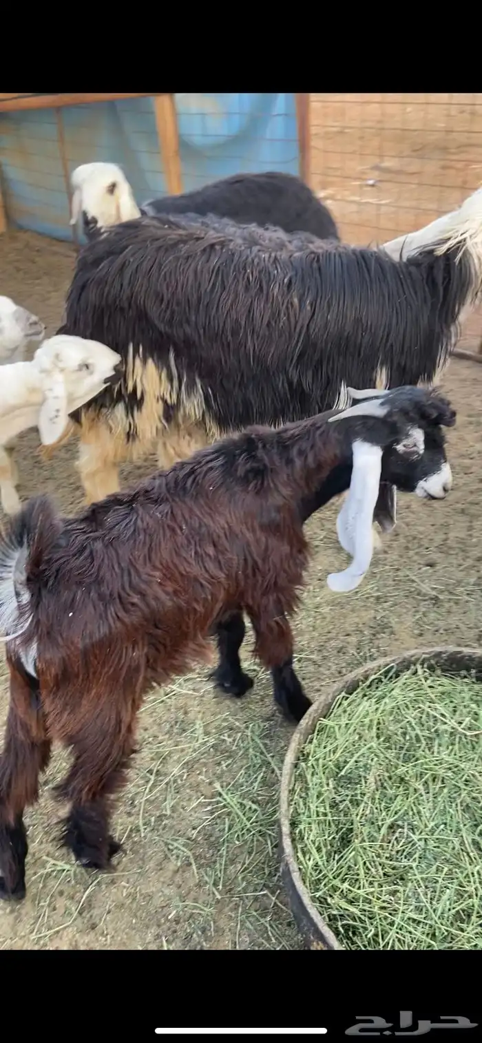 نجدي - حري - تيوس - سواكن 11