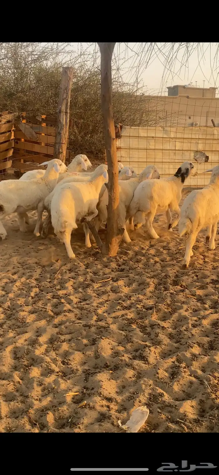 طليان ورخال 3
