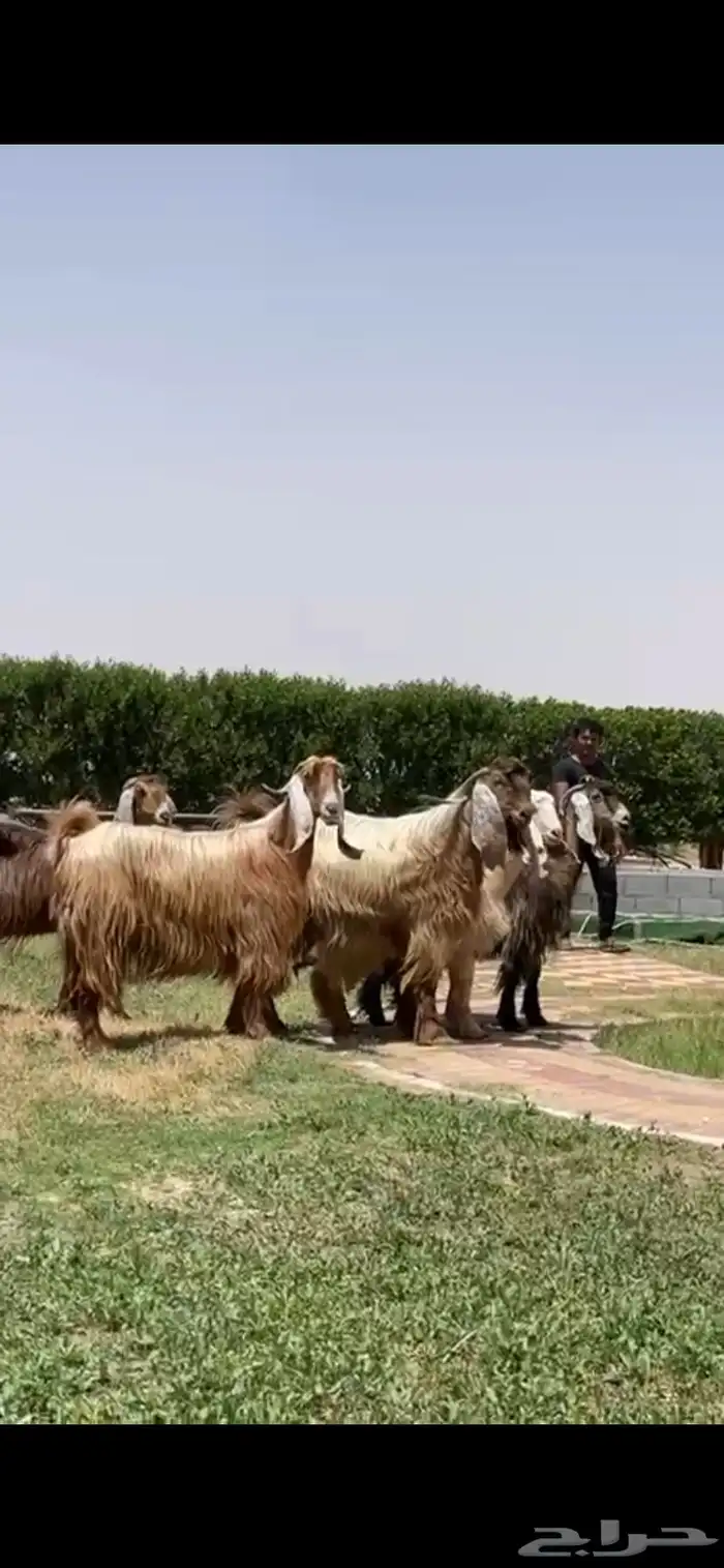 للبيع معزا عوارض صفر فاخره فحله 0