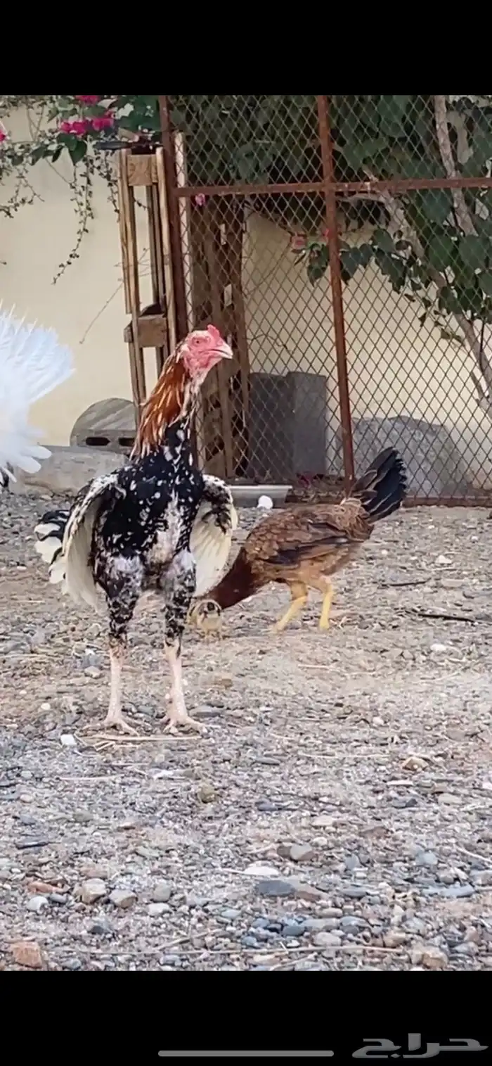 ديك بكستاني شرط اذن و انتاج و عمره 9 شهور ديك 2