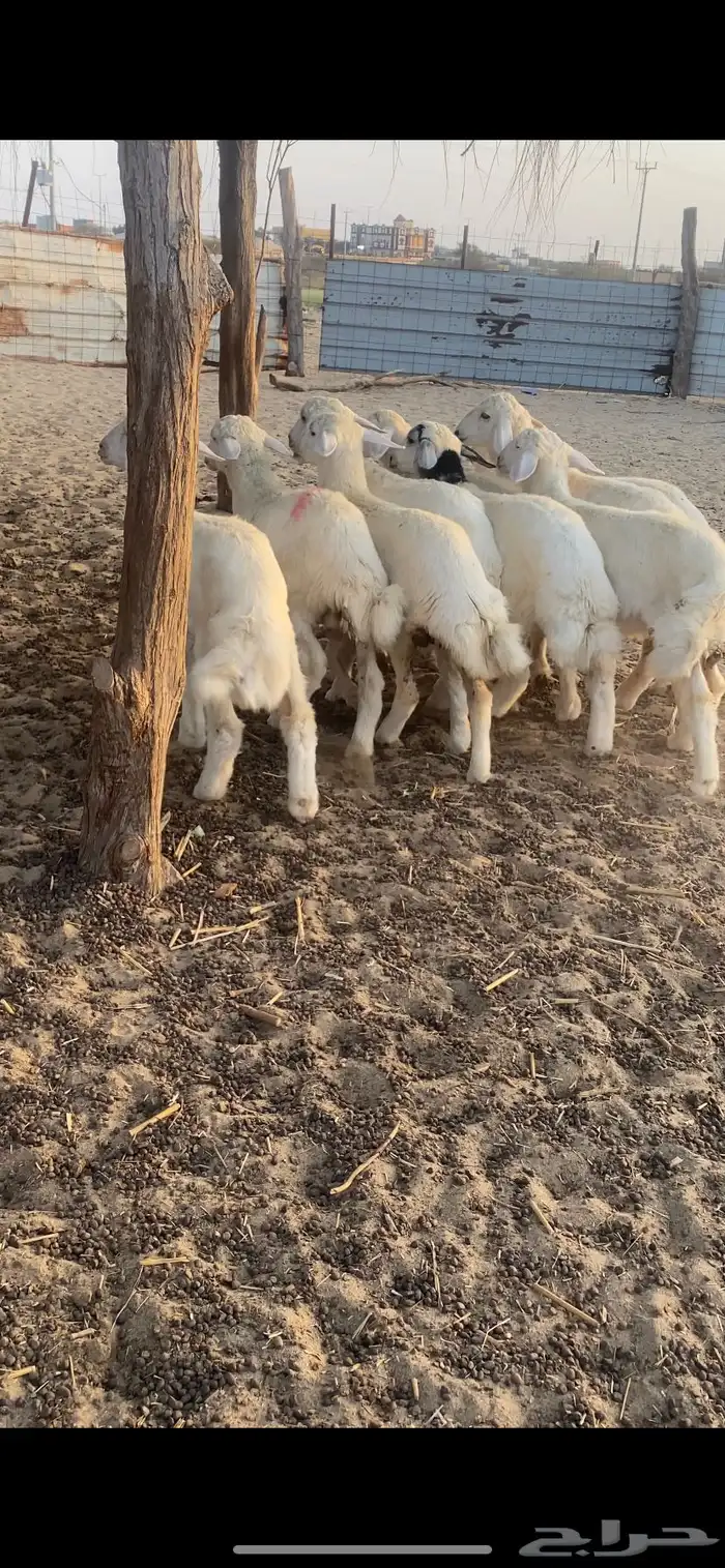 طليان ورخال 11