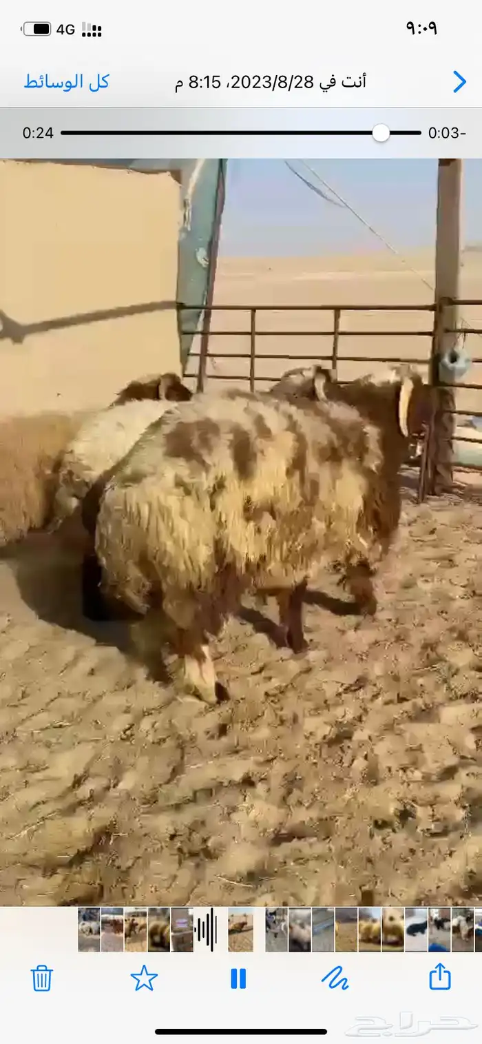 طليان جذعااان وهرافي للمناسبات والزواجات 2