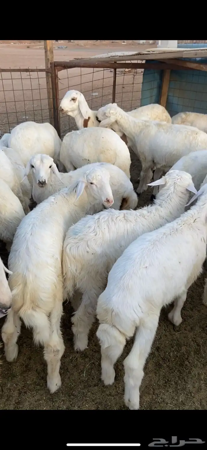 نجدي - حري - تيوس - سواكن 7