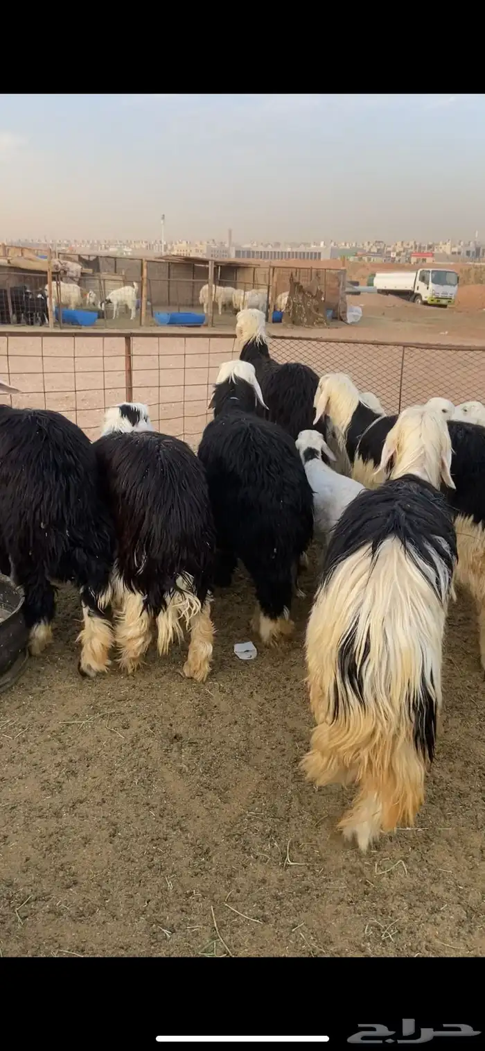 نجدي - حري - تيوس - سواكن 3