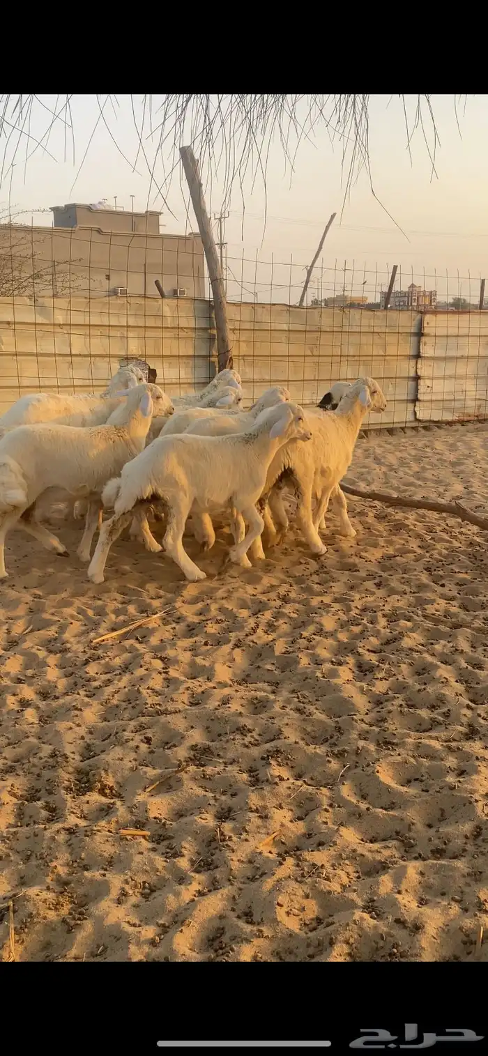 طليان ورخال 7