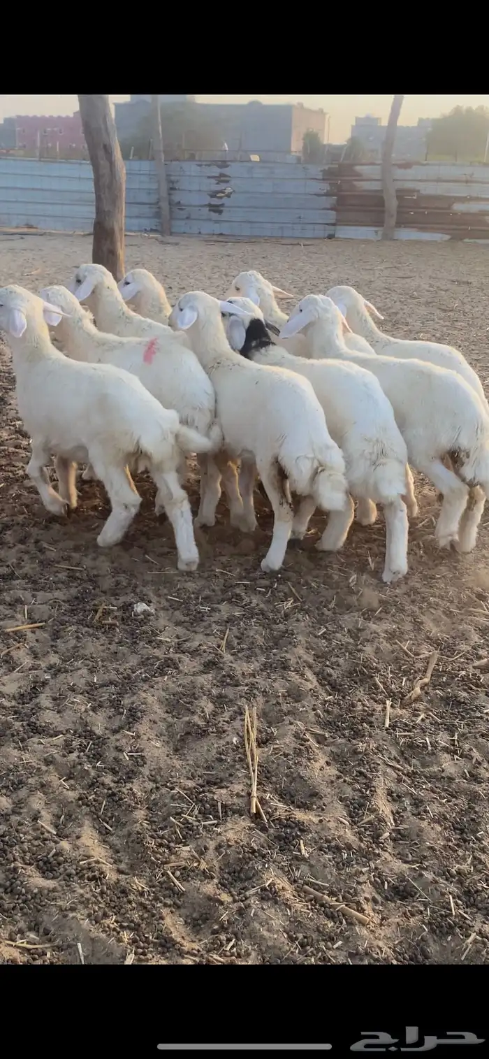 طليان ورخال 10
