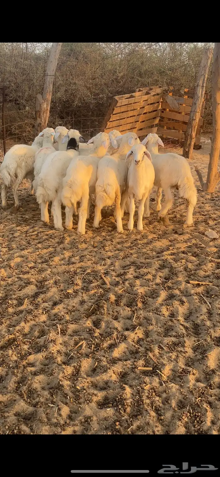 طليان ورخال 6