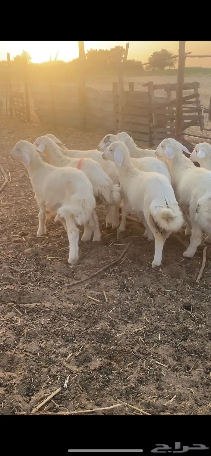 طليان ورخال 8