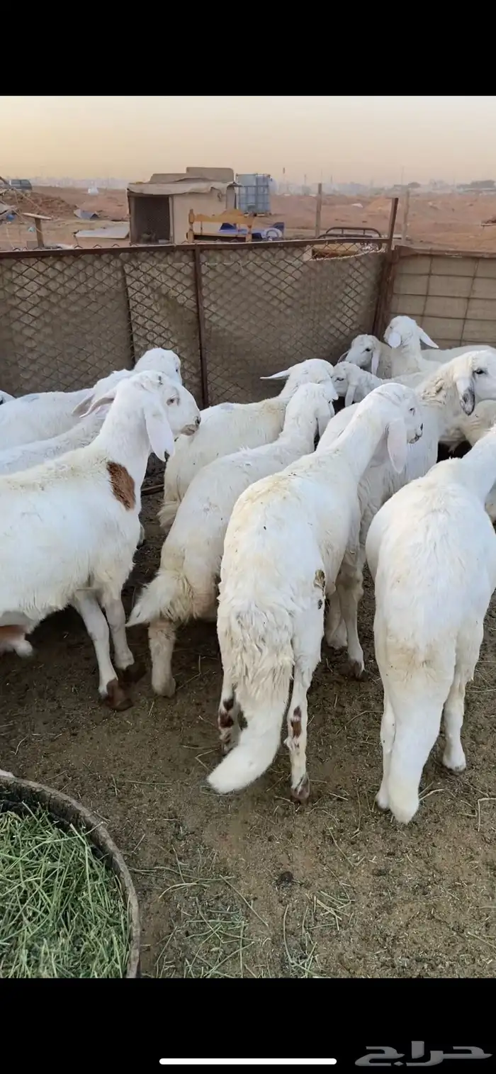 نجدي - حري - تيوس - سواكن 6