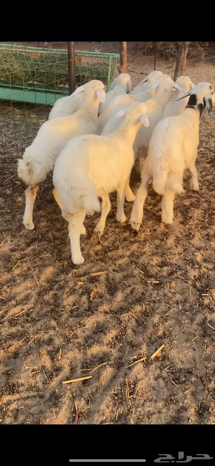 طليان ورخال 4