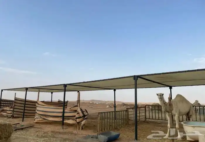 مضلات 1