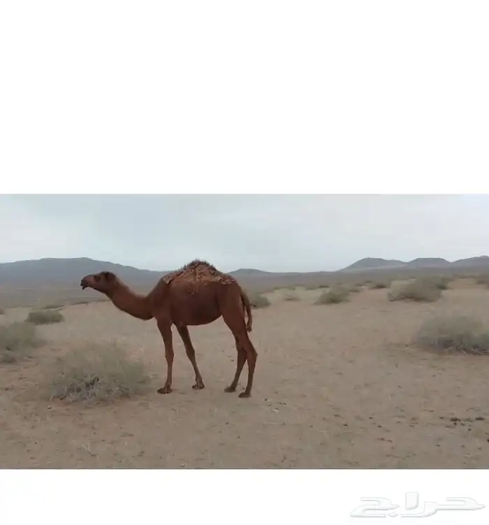 بكره عمرها سنه وزود للبيع بريه 0