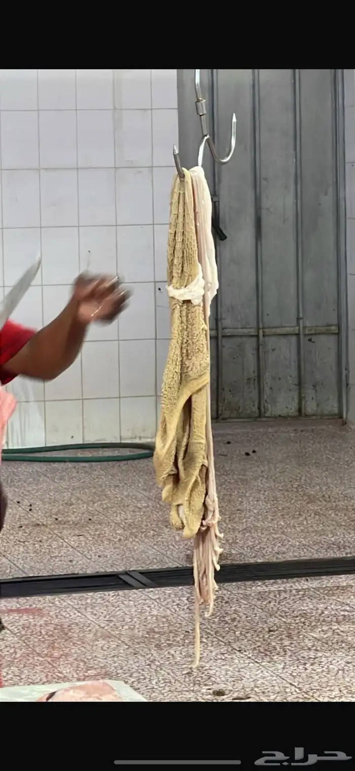 جذعان نعيم وحري وسواكني مرابي 5