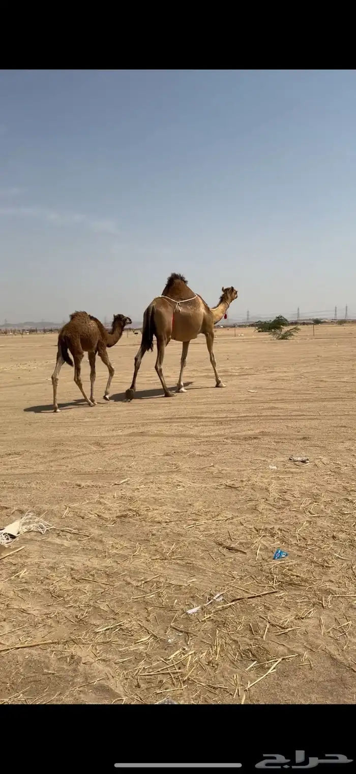 خلفة ساحلية تم  البيع تم  للبيع 5