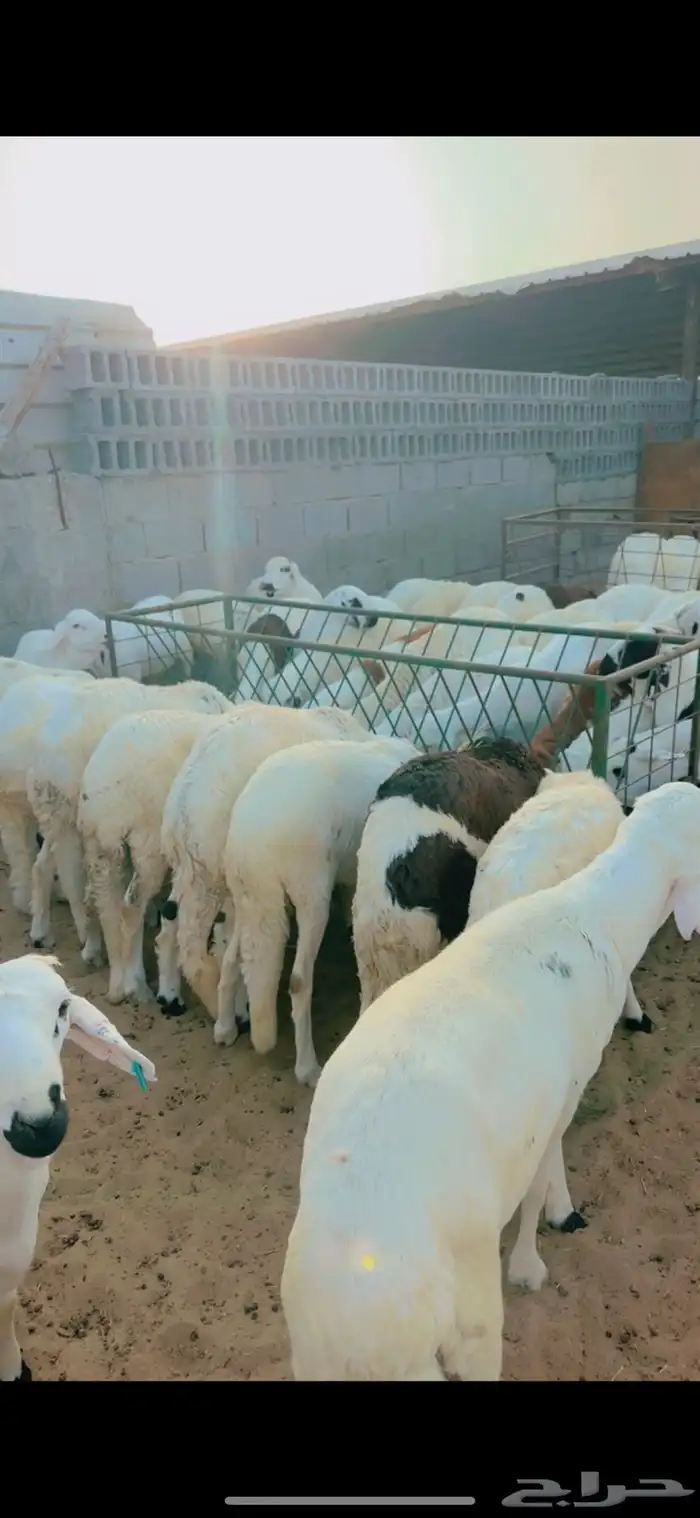 جذعان نعيم وحري وسواكني مرابي 3