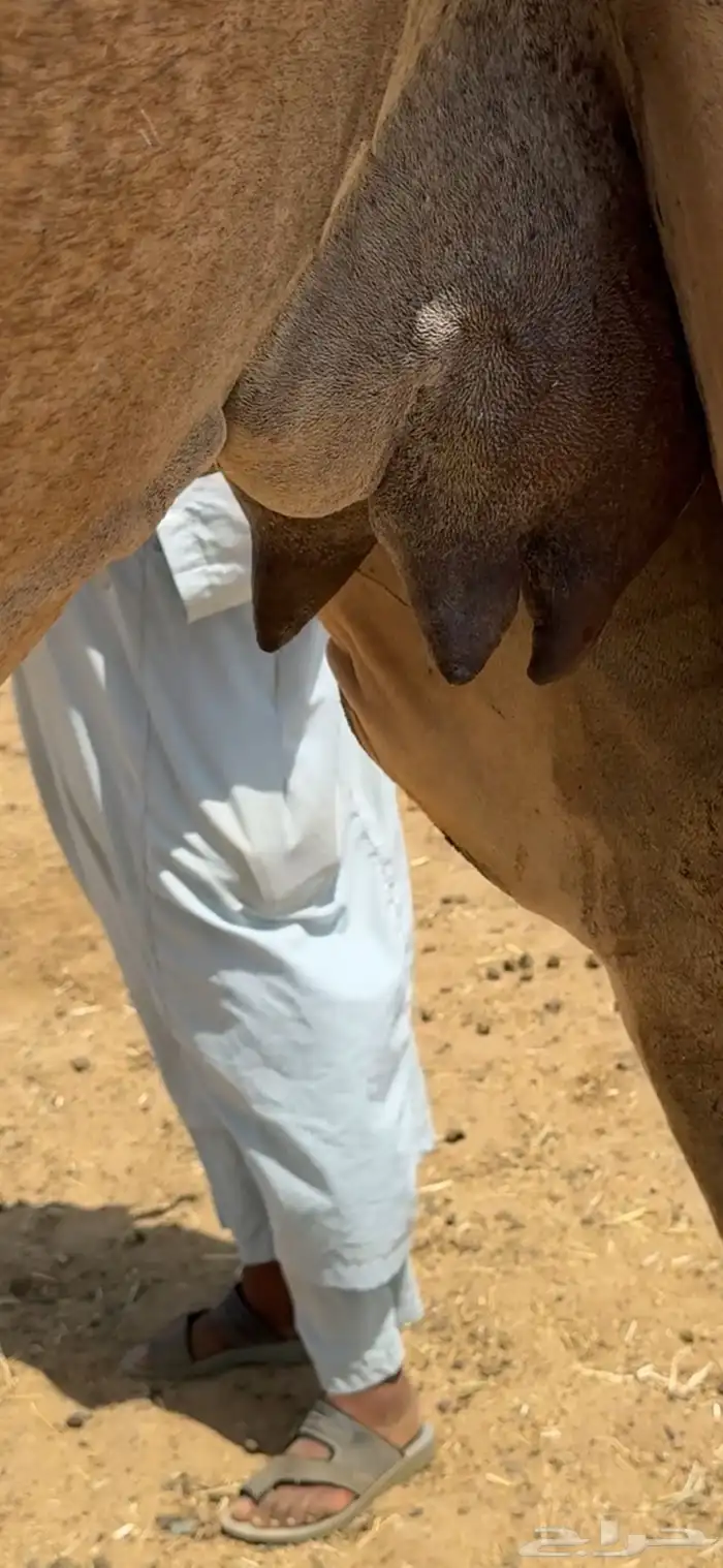 خلفة ساحلية تم  البيع تم  للبيع 8