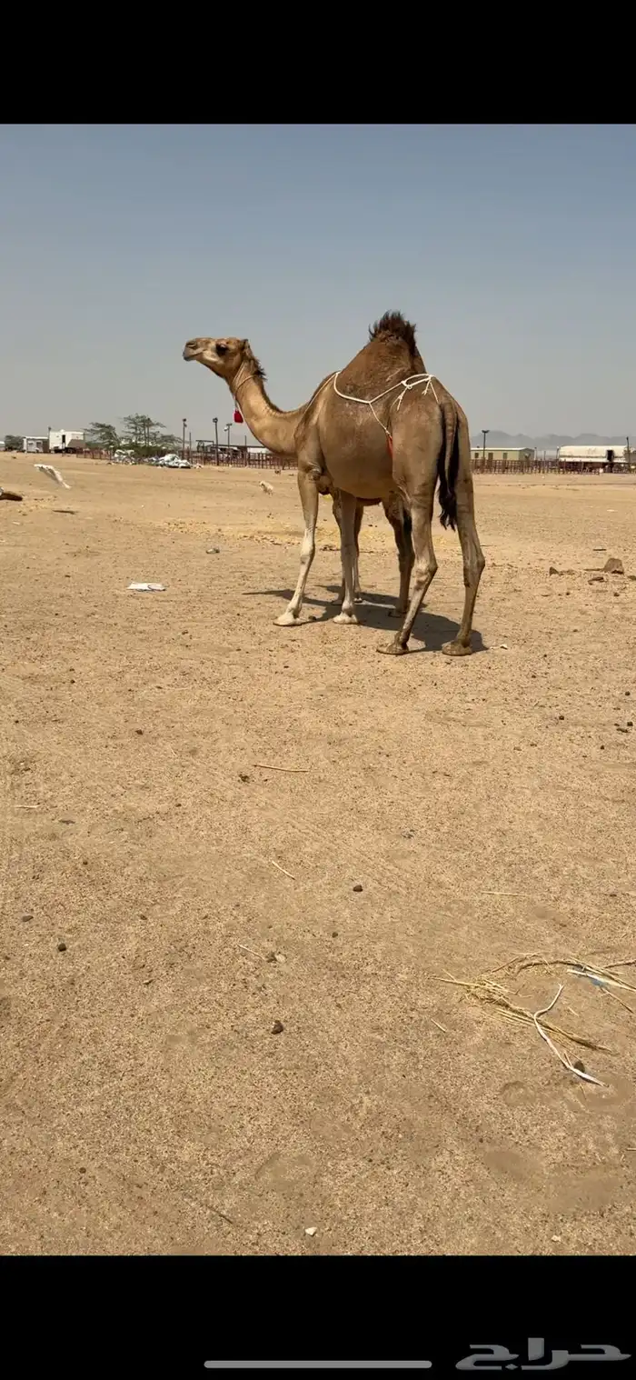 خلفة ساحلية تم  البيع تم  للبيع 3