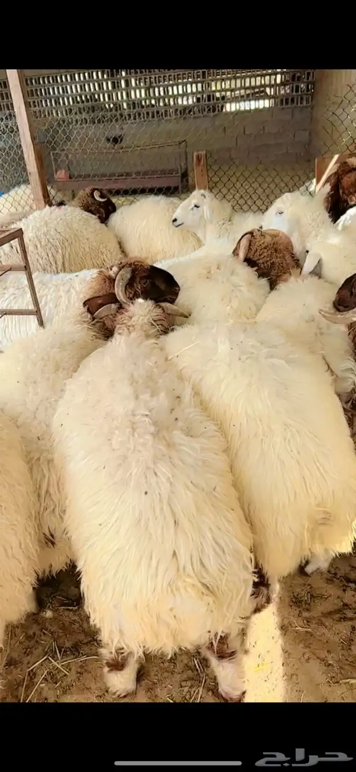 جذعان نعيم وحري وسواكني مرابي 0