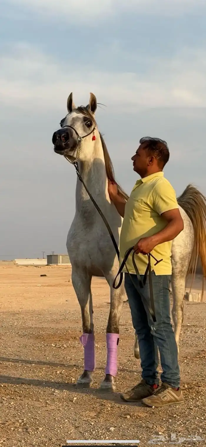 فرس واهو فاخره جمال 0