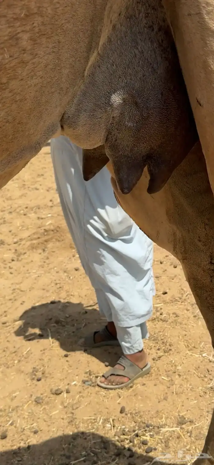 خلفة ساحلية تم  البيع تم  للبيع 6