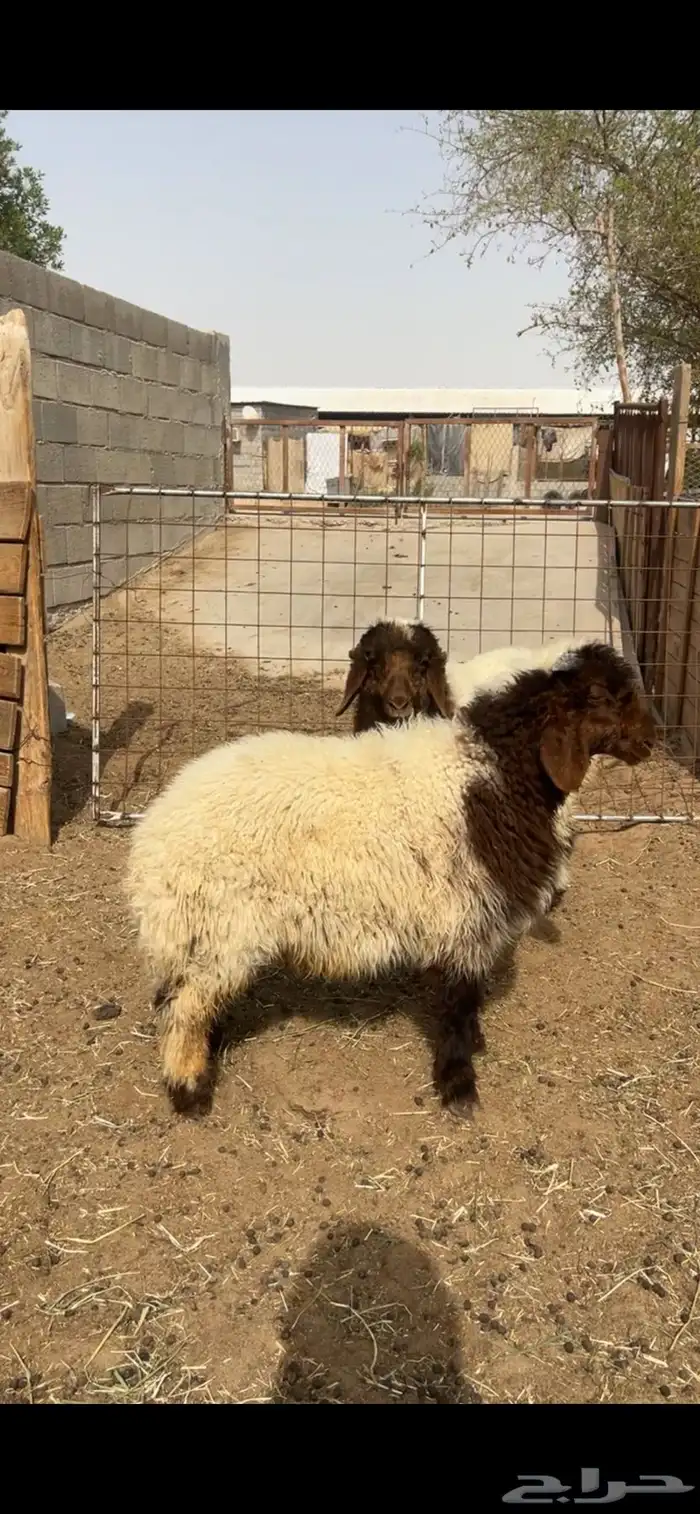 ذبايح هرفي 3