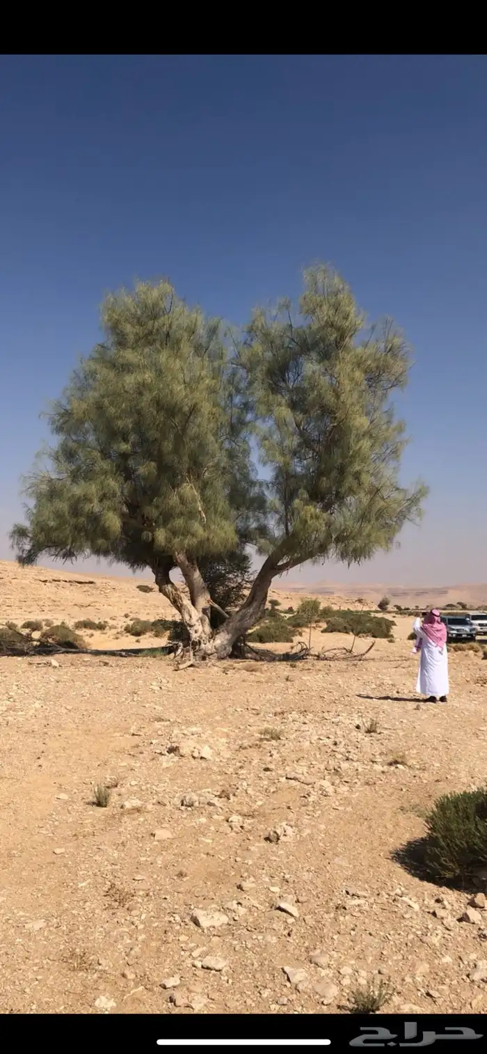 البان العربي اليسر 2