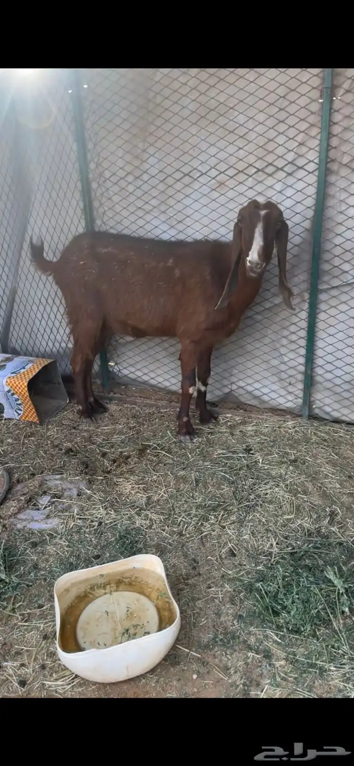 عنز للبيع 3