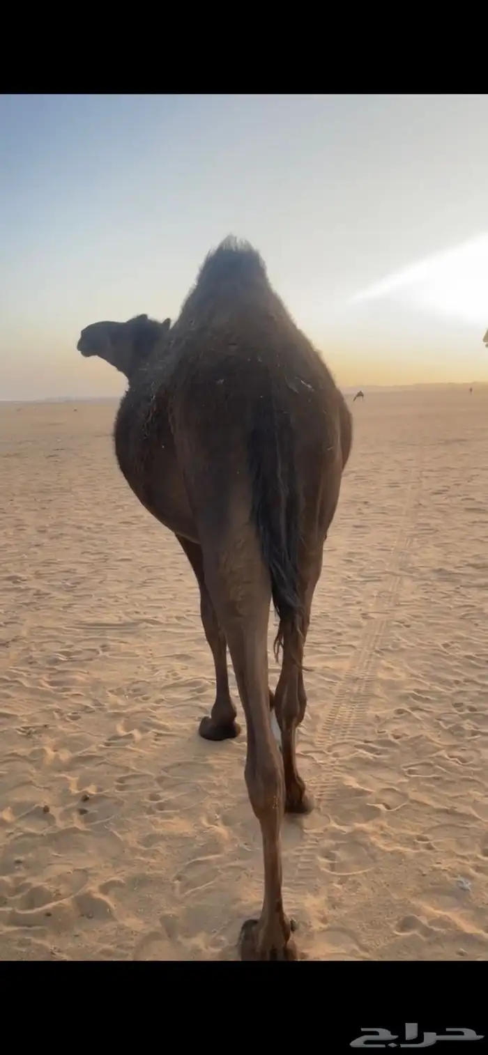 حقه فل شحم 0
