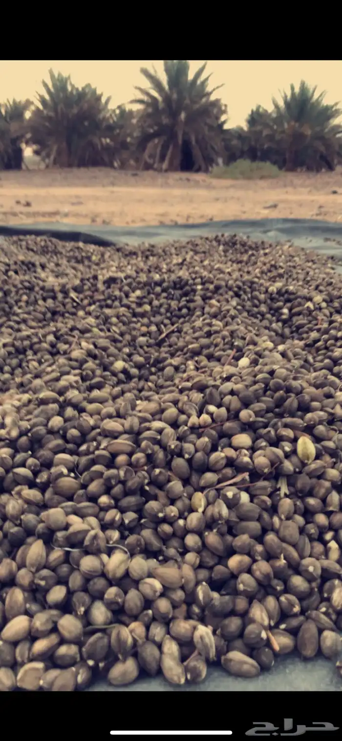البان العربي اليسر 1