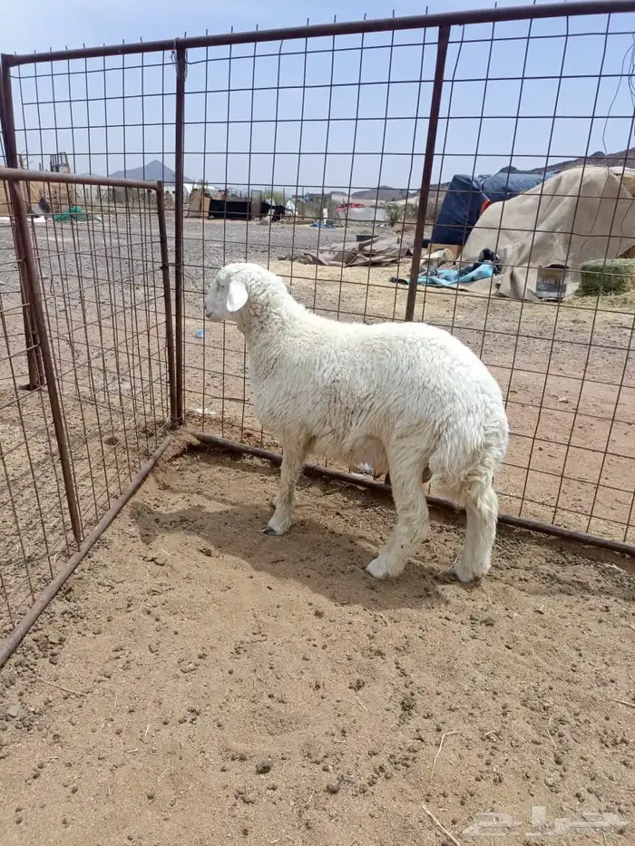 طليان حريات 1