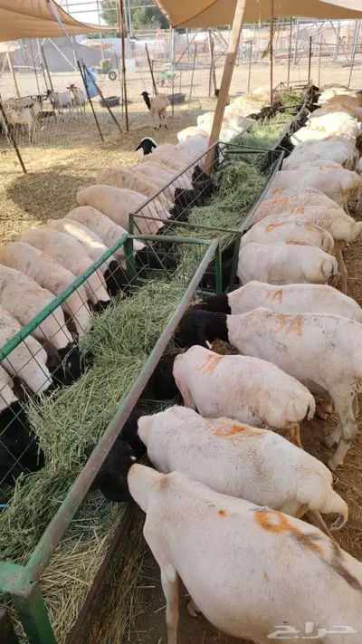 برابر للبيع اسعار خاصه لأصحاب الجمله والملاحم 0