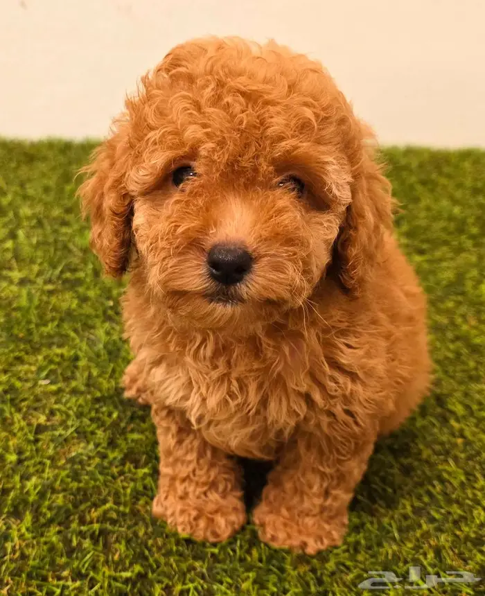 Pomeranian and mini toy poodle بودل وبومرينيم مستويات قوية 8