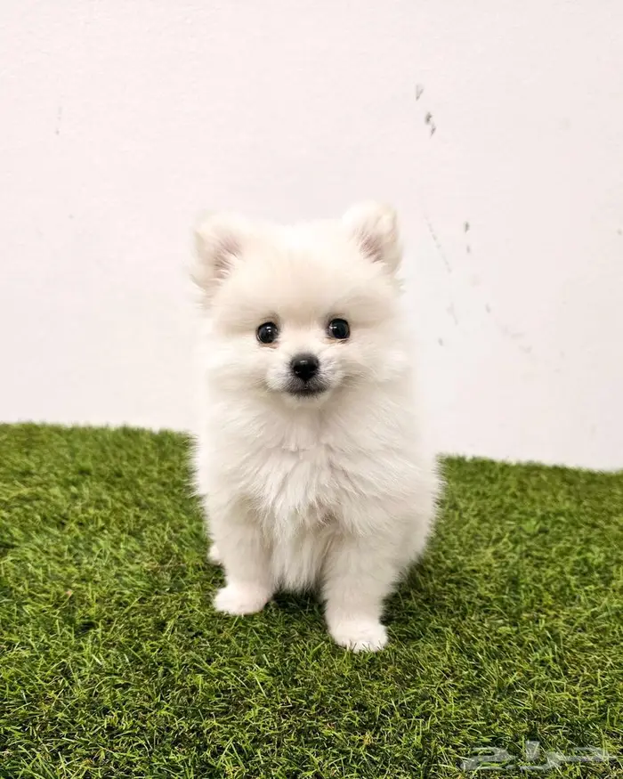 Pomeranian and mini toy poodle بودل وبومرينيم مستويات قوية 10