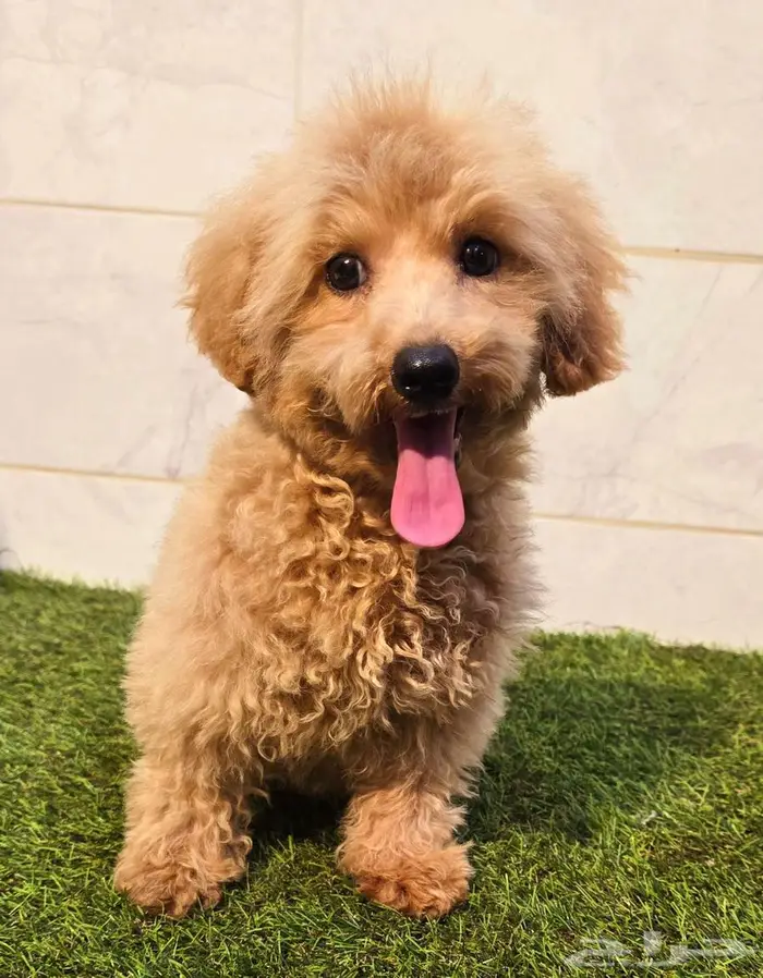 Pomeranian and mini toy poodle بودل وبومرينيم مستويات قوية 11