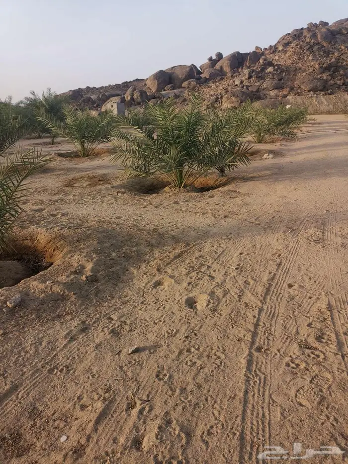 نخيل كبير 3
