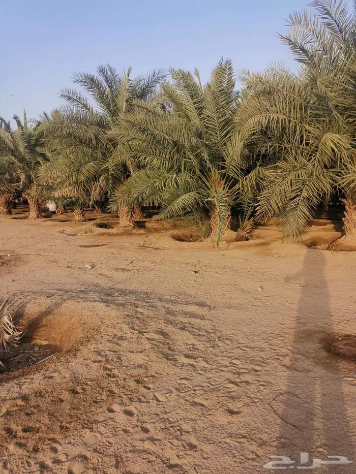نخيل كبير 2