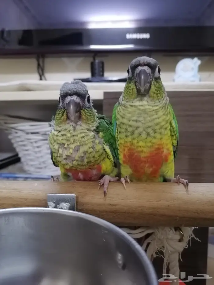 فرخ كنيور غر ((تم البيع)) 1