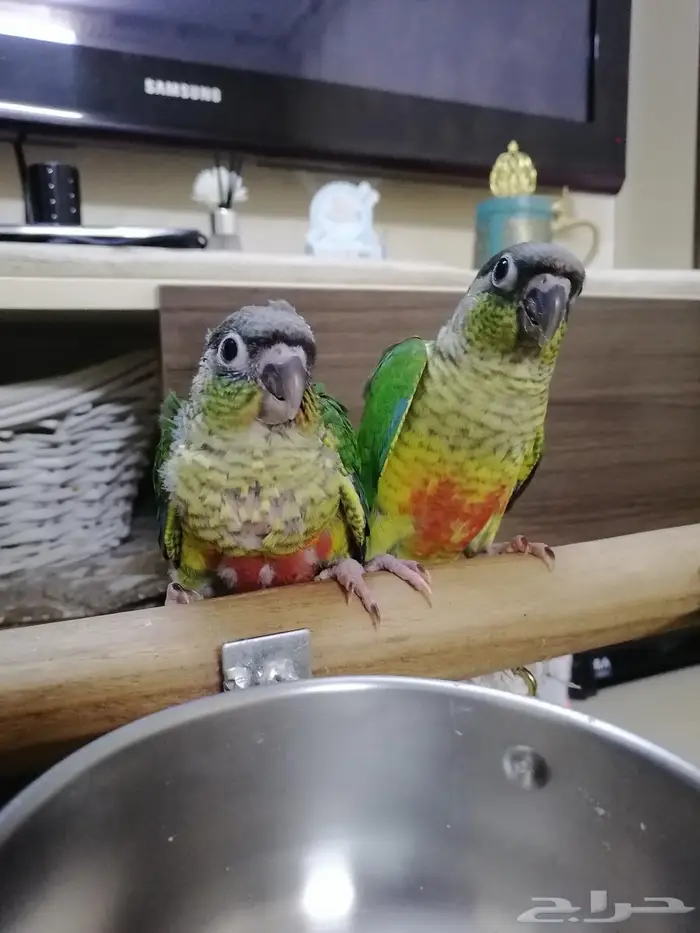 فرخ كنيور غر ((تم البيع)) 0