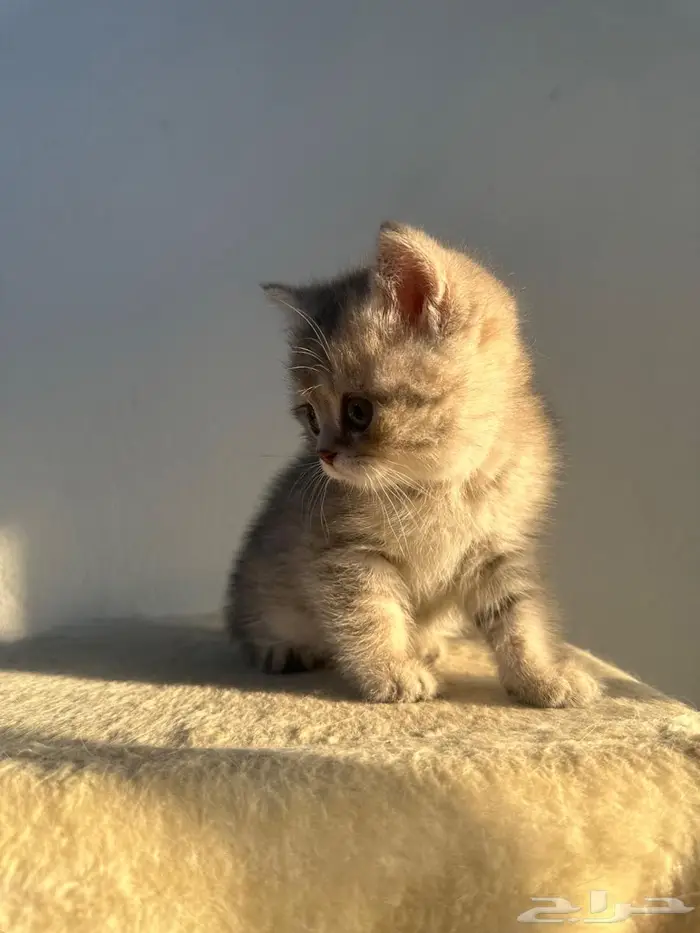 تممم البيع .. سكوتش ذكر 10
